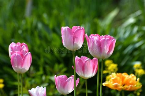Tulip Innuendo White And Pink Variety Of Tulips Stock Photo Image