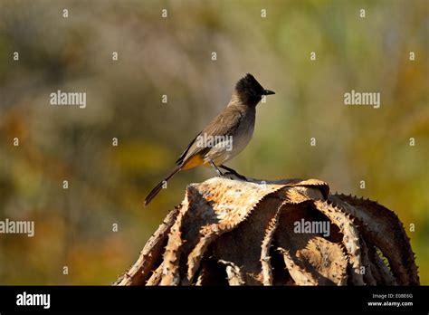 Black Bulbul Hi Res Stock Photography And Images Alamy