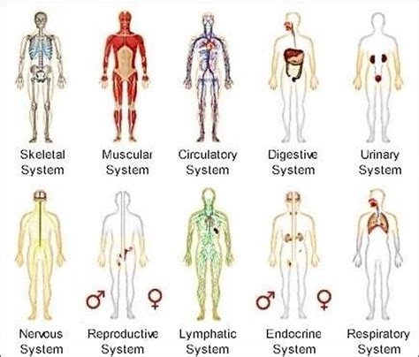 pictures  body systems healthiack