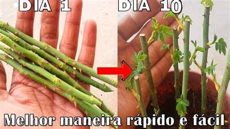 Aprenda Como Plantar Uma Roseira A Partir De Um Ramo Dicas Essenciais