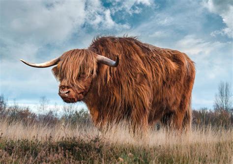 Pangea Images Scottish Highland Bull Art Print Global Gallery