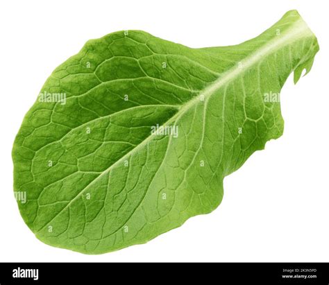 Romain Lettuce Leaf Isolated On White Background Clipping Path Full