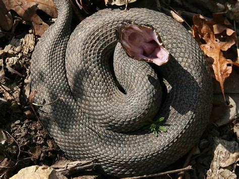 snake infested lakes  kentucky