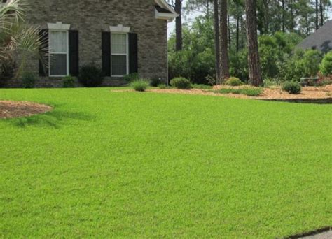 11 Jenis Rumput Terbaik Yang Cocok Buat Taman Dan Pekarangan Rumah