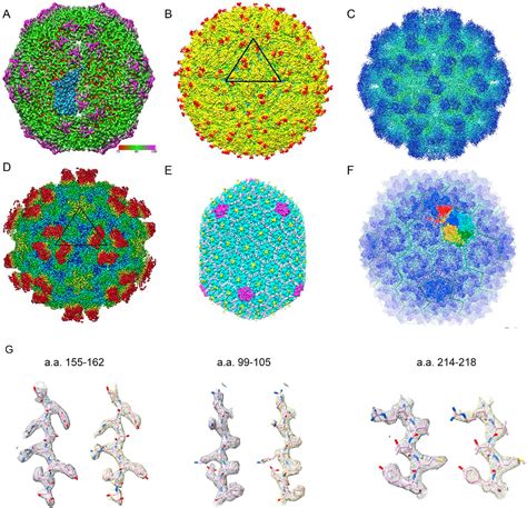 Figure 2 From High Resolution Single Particle Cryo EM Refinement Using