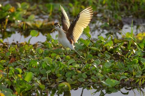 Northern Jacana Audubon Field Guide