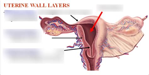 Uterine Wall Layers Diagram | Quizlet