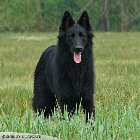 Recklessly: Black German Shepherd King