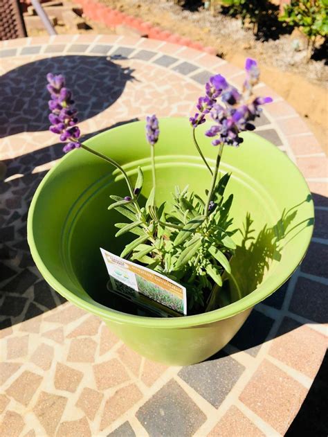 English Lavender Transplant In The Ask A Question Forum