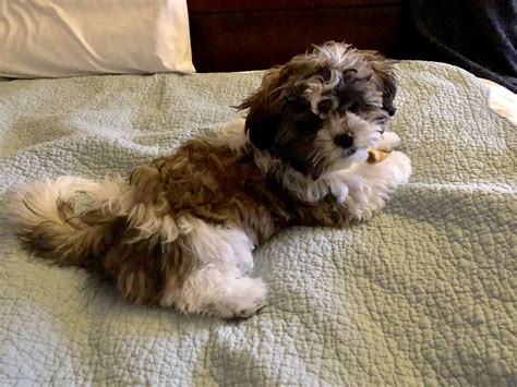 How To Groom A Shih Tzu Bichon Mix at David Velasquez blog