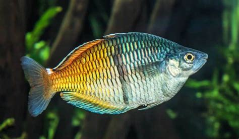 Boesemani Rainbowfish Care Size Tank Female Male Seafish