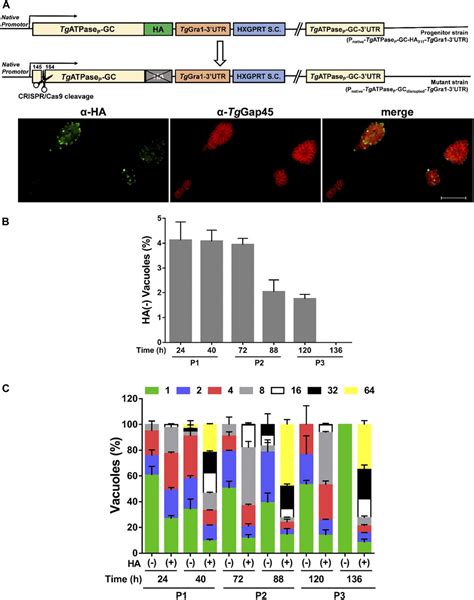 An Unusual And Vital Protein With Guanylate Cyclase And P4 Atpase