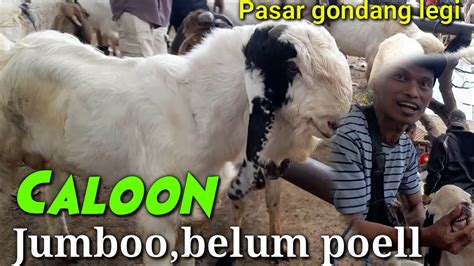 UPDATE HARGA KAMBING HARI INI PASAR HEWAN GONDANG LEGI MALANNG