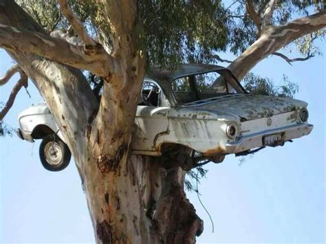 Auto im Baum | Abandoned cars, Abandoned, Funny pictures