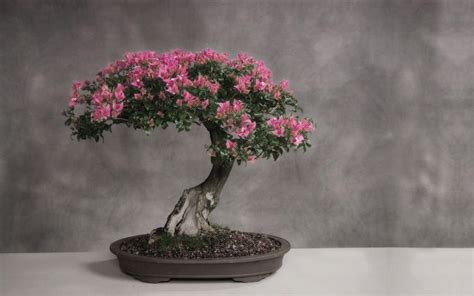 Cherry Blossom Bonsai Trees Bonsai Tree Gardener