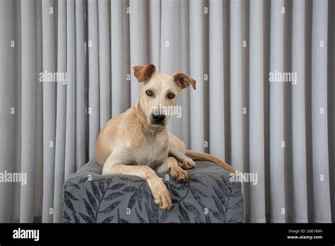 Light Haired Dog Lying On A Puff In The Living Room On Gray Curtain