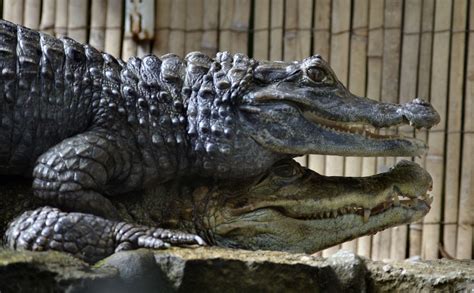 Кайманы (Caiman): masterok