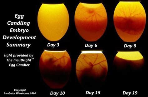 Candling Chart Egg Candling Candling Chicken Eggs Best Egg Laying