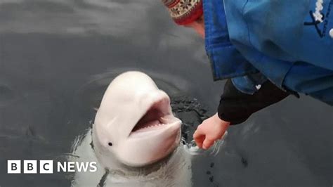 Russian Spy Whale Makes Norwegian Friends