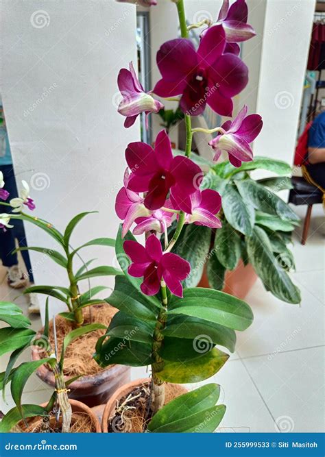 Beautiful Orchid Flower in the Pot in the House Stock Image - Image of