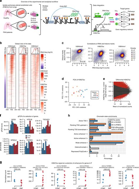 Histone modification and gene expression changes in PAH a Overview of ...