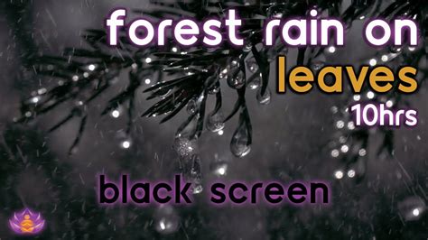 Black Screen Rain On Forest Leaves And Floor Rain Ambience No