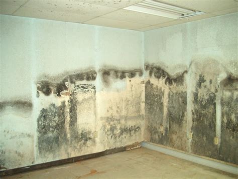 Mold Remediation – D-Bug Waterproofing