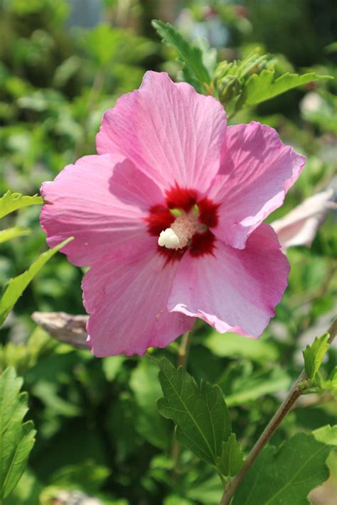 26 Great Flowering Shrubs For Sunny Locations