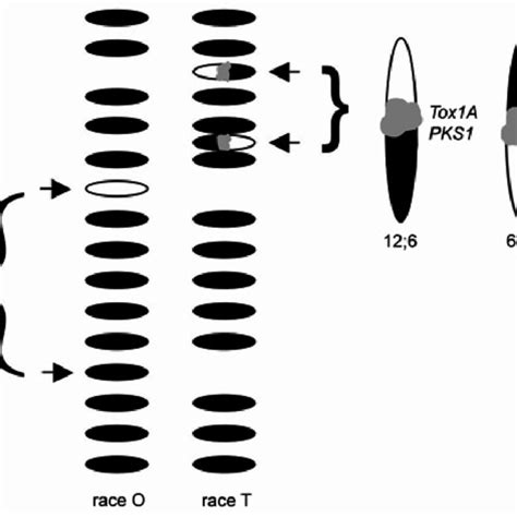 Diagrammatic overview of Tox1 organization. Electrophoretic karyotyping ...
