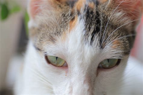 Veteris | Conjunctivitis in Cats: Causes and Treatment - Veteris