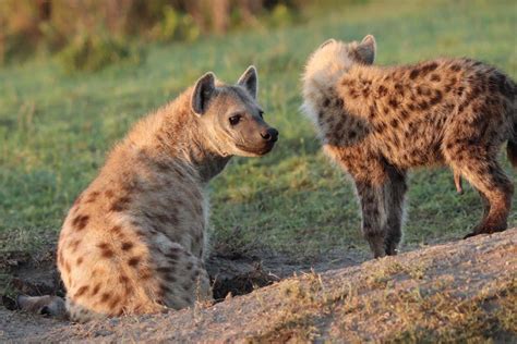 Hyenas seen sharing their dens with porcupines and warthogs | New Scientist