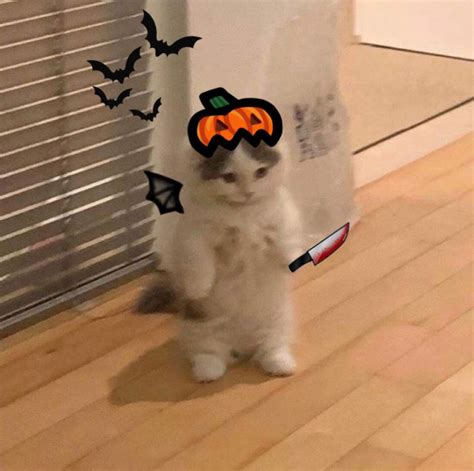 Spooky Cat Cat Icon Halloween Profile Pics Silly Cats Pictures