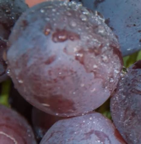 Торнадо — Виноградник Дашевских