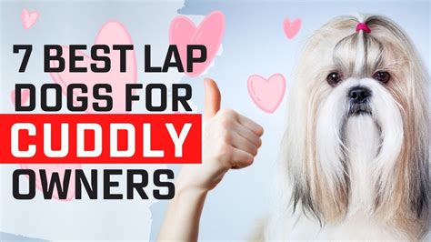 Top 7 Best Lap Dogs In The World For Cuddly Owners Youtube