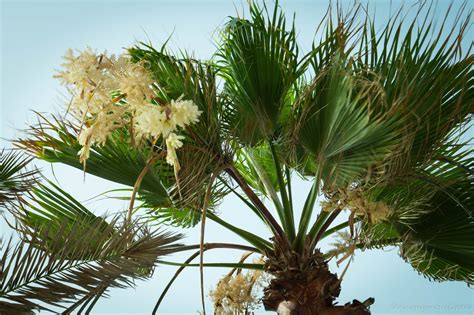 Цветок Пальма Картинки – Telegraph