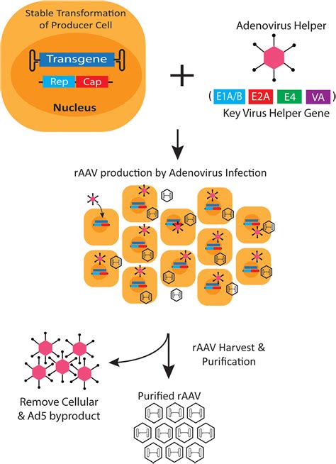 Adeno Associated Virus Perfusion Enhanced Expression A Commercially