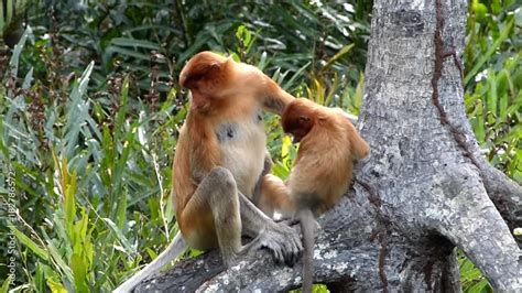 Female Proboscis Monkey Nasalis Larvatus With A Baby Sitting On A