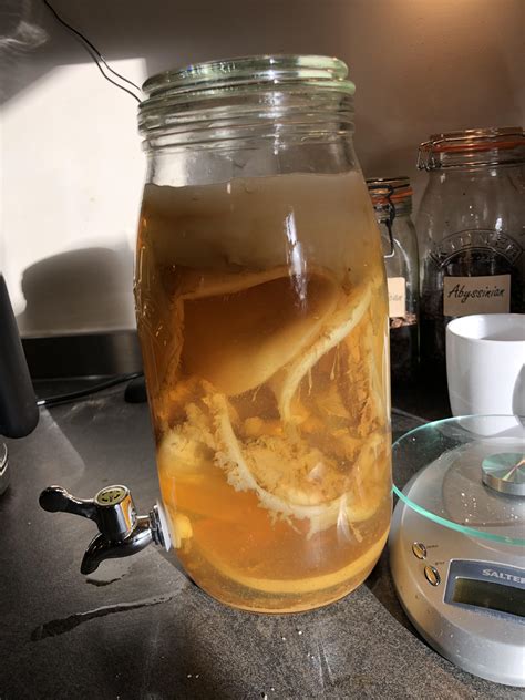 My Scoby Hotel With Super Starter R Kombucha