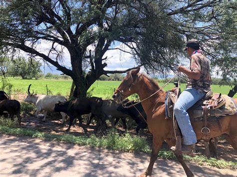 Open range cattle herding in Texas: A very European affair - Research Outreach