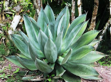 Agave planta ideală pentru grădină