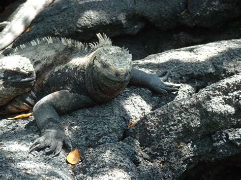 marine iguanas