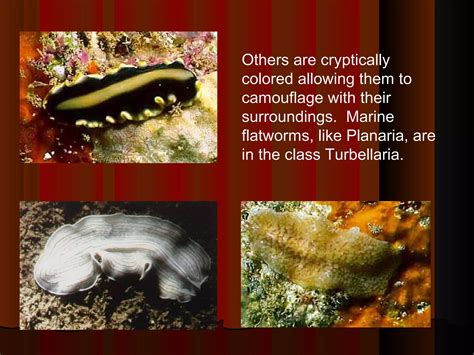Class Turbellaria Notes | PPT