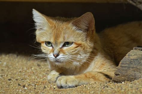 Sand Cat Full Breed Guide Blog Cattitude