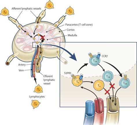 Zeposia Ozanimod Mechanism Of Action For Uc For Hcps Off