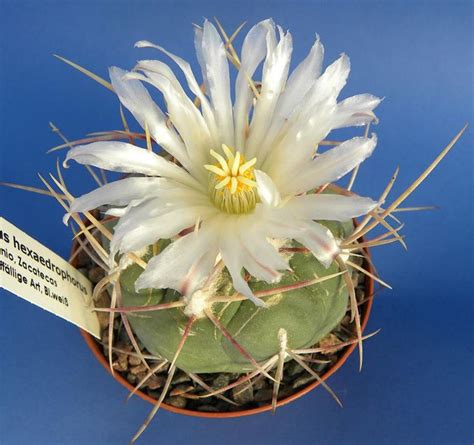 Thelocactus Nordisk Kaktus Selskab Facebook