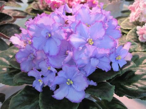 Фиалка Голубоглазая Фото И Описание – Telegraph