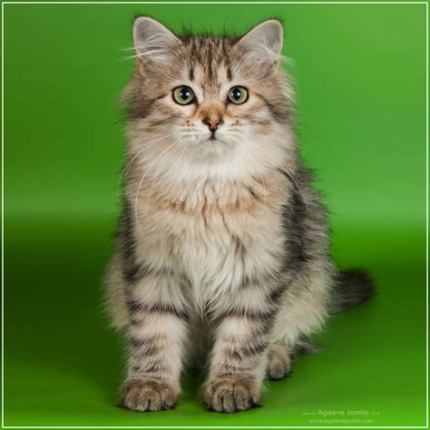 Сибирский Кот Фото Цена Котенка — Картинки фотографии