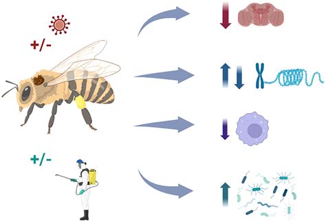 Frontiers Varroa Destructor And Its Impacts On Honey Bee Biology