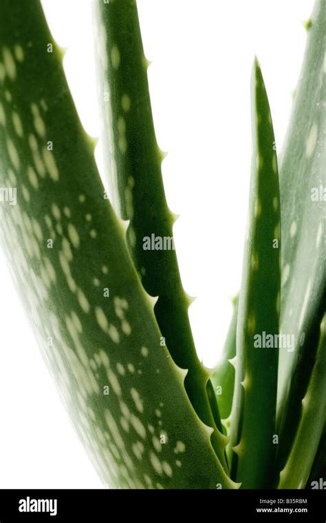 Aloe Vera Immagini E Fotografie Stock Ad Alta Risoluzione Alamy