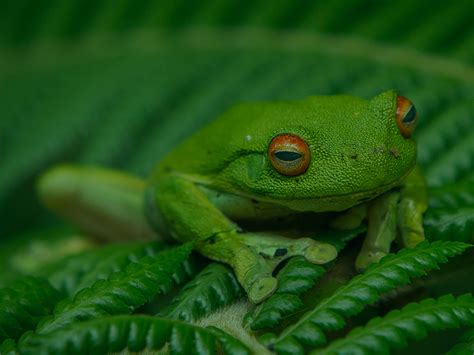 Tree Frog Habitat